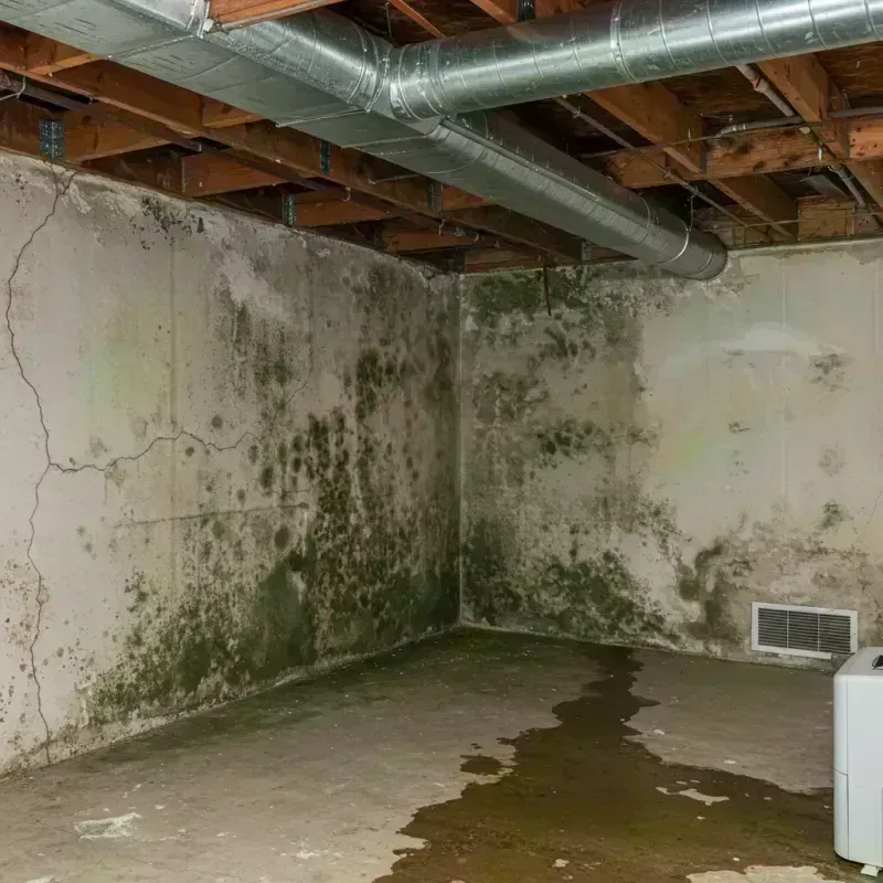 Professional Mold Removal in Wood River, IL